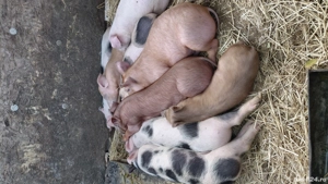 purcei de vânzare  - imagine 2