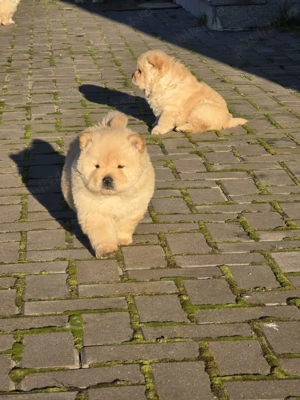 Chow Chow de Vanzare! - imagine 5