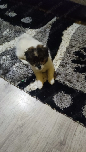 Donez catel bishon - imagine 4