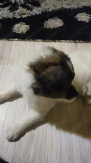 Donez catel bishon - imagine 3