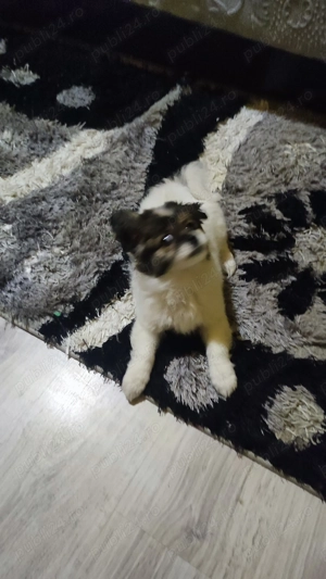 Donez catel bishon - imagine 5