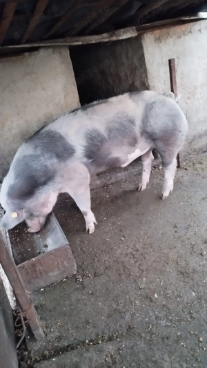 Porci de vânzare    