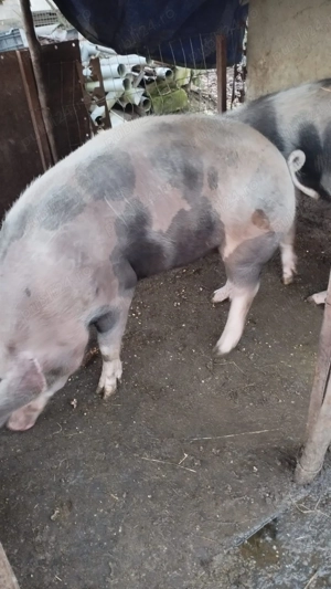 Porci de vânzare     - imagine 3