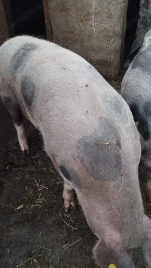 Porci de vânzare     - imagine 4