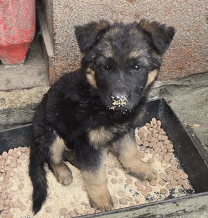 Vând pui de ciobănesc german