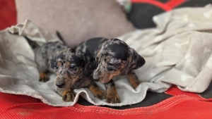 Femele tekel arlechin  - imagine 2