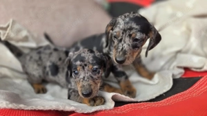 Femele tekel arlechin  - imagine 3