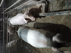 Scroafe pentru sacrificat