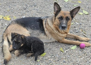 Vând pui de ciobănesc german - imagine 5