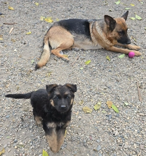 Vând pui de ciobănesc german - imagine 4