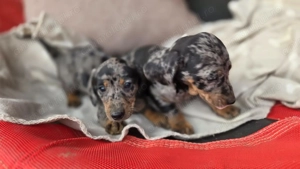 Femele tekel arlechin  - imagine 4