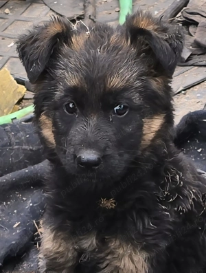 Vând pui de ciobănesc german - imagine 3