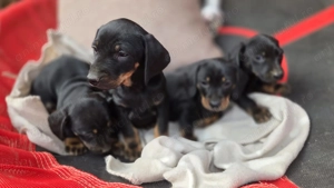 Căței tekel frumoși  - imagine 2