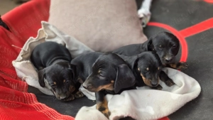 Căței tekel frumoși  - imagine 4