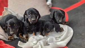 Căței tekel frumoși  - imagine 3