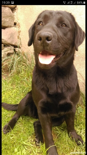 Cățelușa labrador  - imagine 2