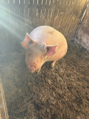 Porc de vanzare 
