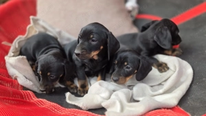 Căței tekel frumoși 