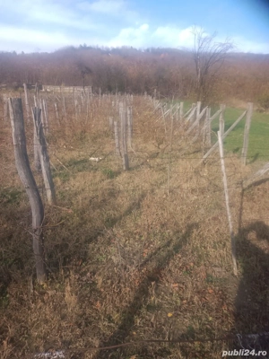 teren , vie  - imagine 3