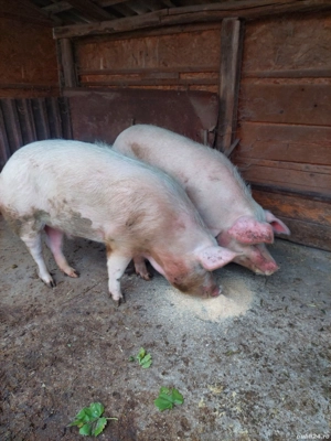 Porci de vanzare
