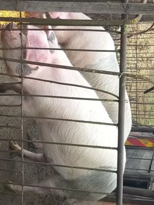 Porci de vinzare Gherla 