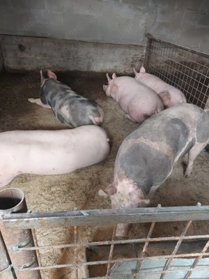Porci de vânzare crescuți în gospodărie  - imagine 2