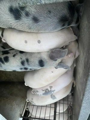 Porci 12lei - imagine 3