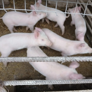 Vând purcei marele alb