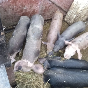 Purcei de vânzare diferite luni