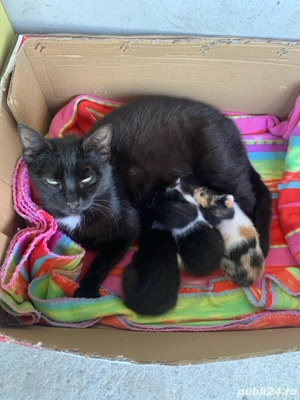 donatie pisicute - imagine 3