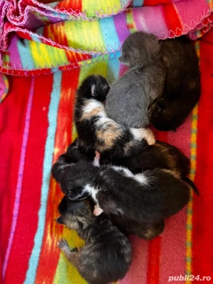 donatie pisicute - imagine 4