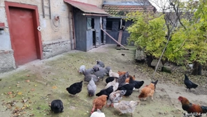 Vând bibilici  - imagine 4