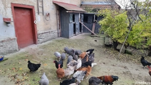 Vând bibilici  - imagine 3