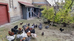 Vând bibilici  - imagine 5