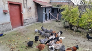 Vând bibilici  - imagine 2