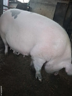 de vânzare scroafă 270 kg rasă marele alb ofer transport  - imagine 2