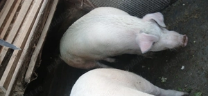 Porcu de vânzare  - imagine 3