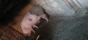 Porcu de vânzare  - imagine 4