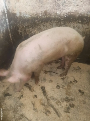 vand soldana 140-150 kg 