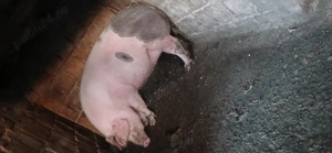 Porcu de vânzare  - imagine 2