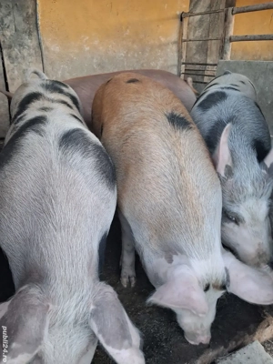 de vânzare 4 scrofițe 65 kg ofer transport 