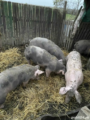 porci de vanzare  - imagine 3