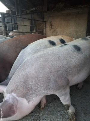 de vânzare 5 masculi 70...90 kg ofer transport 