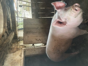 Vand porc 200 kg in zona Maramures - imagine 4