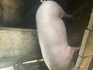 Vand porc 200 kg in zona Maramures - imagine 2