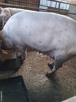de vânzare scroafă 250 kg rasă marele alb ofer transport  - imagine 2
