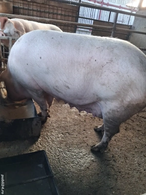 de vânzare scroafă 250 kg rasă marele alb ofer transport  - imagine 3