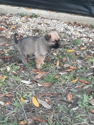 Pui Ciobanesc German cu Ciobanesc Belgian Malinois - imagine 2