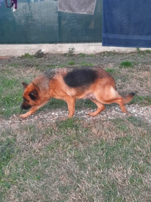 Pui Ciobanesc German cu Ciobanesc Belgian Malinois - imagine 3