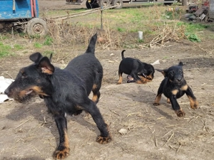 Jagd terrier pui